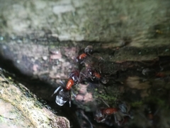 Liometopum microcephalum