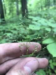 Dichanthelium yadkinense