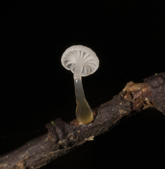 Mycena subulifera