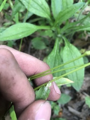 Dichanthelium yadkinense