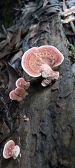 Fungi