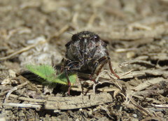 Maoricicada campbelli