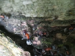 Liometopum microcephalum