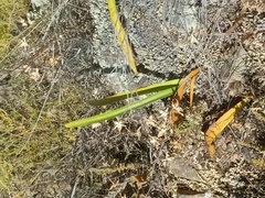 Hippeastrum cybister