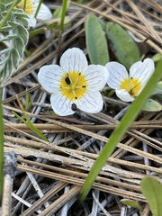 Hesperochiron pumilus