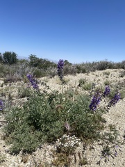 Lupinus excubitus austromontanus