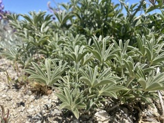 Lupinus excubitus austromontanus