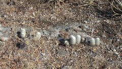 Mammillaria dixanthocentron