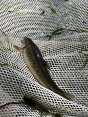 Campostoma oligolepis