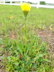 Pyrrhopappus grandiflorus