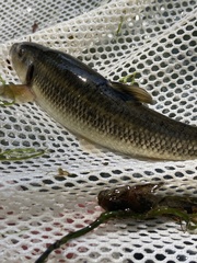 Campostoma oligolepis