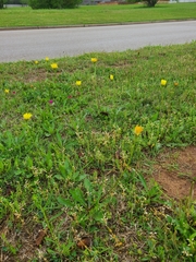 Pyrrhopappus grandiflorus