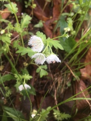 Phacelia fimbriata