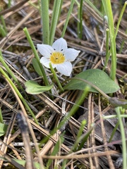 Hesperochiron pumilus