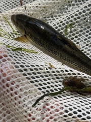 Campostoma oligolepis