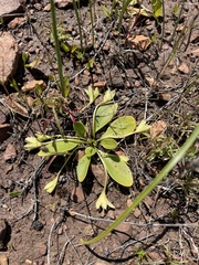 Hesperochiron pumilus