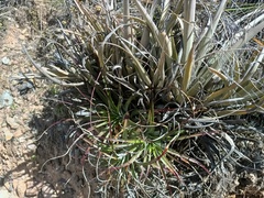 Tillandsia sphaerocephala
