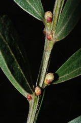 Acacia rostriformis