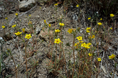 Mentzelia montana