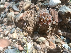 Echinopsis bridgesii