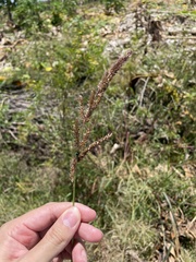 Echinochloa crus-pavonis