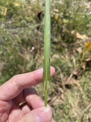 Echinochloa crus-pavonis