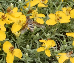 Exoprosopa brevirostris