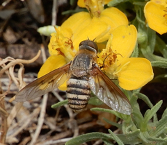 Exoprosopa brevirostris