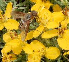 Exoprosopa brevirostris