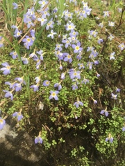 Houstonia serpyllifolia