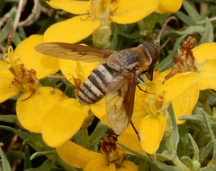 Exoprosopa brevirostris