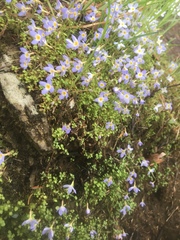 Houstonia serpyllifolia