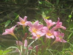 Zephyranthes rosea