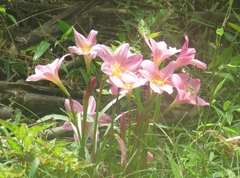 Zephyranthes rosea