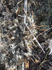 Tillandsia pedicellata