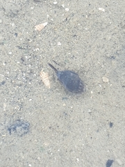 Cominella glandiformis