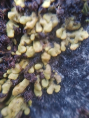 Xanthopsorella texana