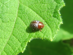 Calligrapha guttulosa