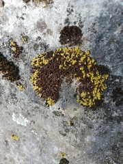 Xanthopsorella texana