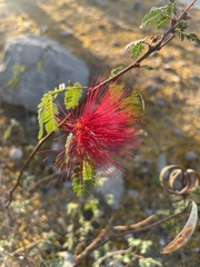 Calliandra californica