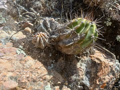 Echinopsis bridgesii