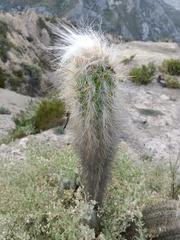 Oreocereus pseudofossulatus