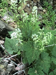 Tiarella wherryi