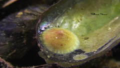 Calyptraea chinensis