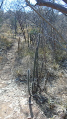 Lemaireocereus hollianus