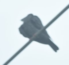 Patagioenas leucocephala