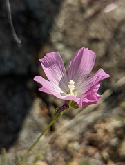 Sidalcea hartwegii