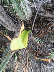 Hippeastrum cybister