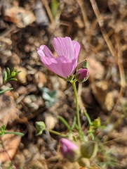 Sidalcea hartwegii