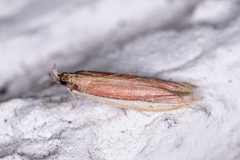 Tampa dimediatella